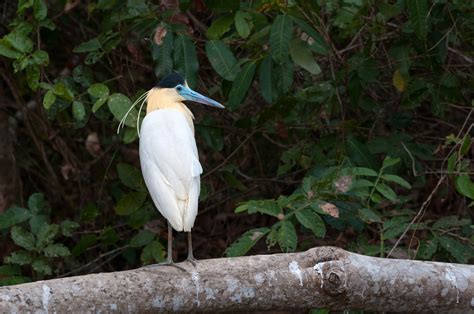 Capped Heron | Sean Crane Photography