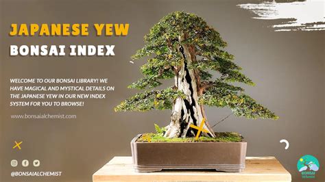 Japanese Yew Bonsai Index | Ultimate Bonsai Library