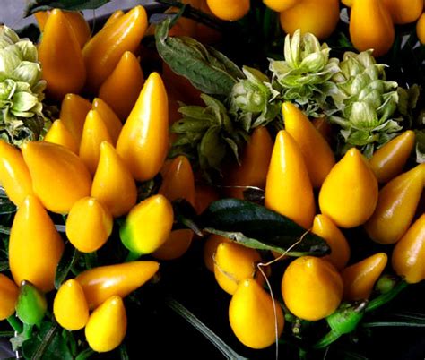 Chili Pepper Ornamental Goldfinger Seeds - Capsicum Annuum