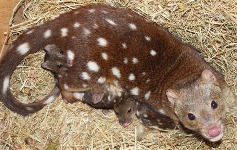 Baby tiger quoll births a boon for the species - Australian Geographic