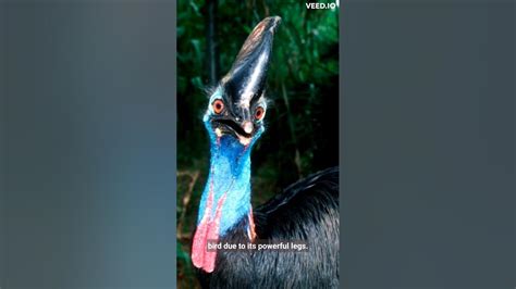 Cassowary bird attack human - YouTube