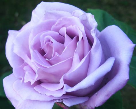 The gorgeous blue moon rose | Blue moon rose, Hybrid tea roses ...