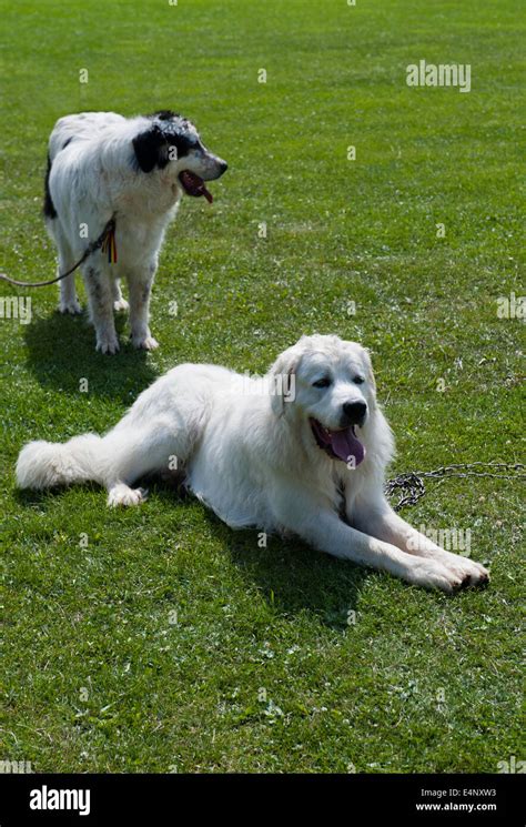 Bucovina shepherd dog Stock Photo - Alamy