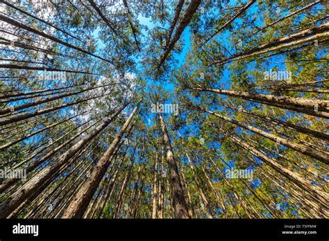 Japanese cypress forest Cryptomera Japonica dynamic view from below ...