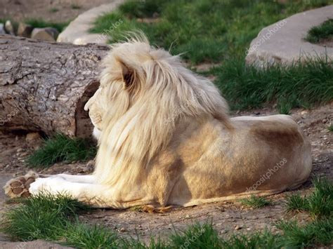 White albino lion | White lion — Stock Photo © borismrdja #2441434