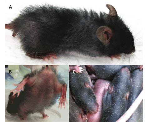 Clinical signs of mite infestation. A 4-wk-old C57BL/6 mouse with... | Download Scientific Diagram