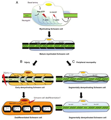 (A) Myelination of axon by Schwann cells requires Rac GTPase-regulated ...