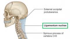 Vertebrae Flashcards - Cram.com