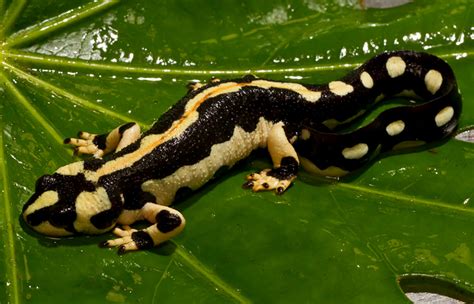 Salamander and Newt | San Diego Zoo Animals & Plants