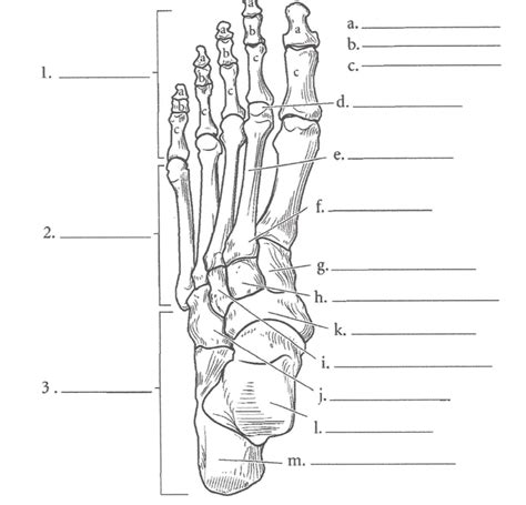 Foot Anatomy Labeling Diagram | Quizlet