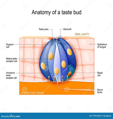 Taste Bud. Mature and Immature Taste Receptor, Support and Basal Cells, Epithelium of Tongue ...