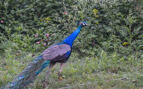 Bandipur National Park-The Best for the National Bird and Animal of India – So Many Travel Tales