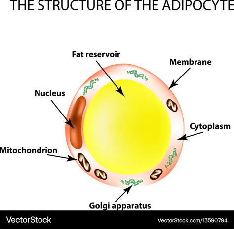 Fat Cell Diagram