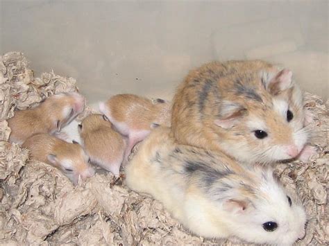 Roborovski's Babies bred by Inari Hamsters, roborovski dwarf hamster HD ...