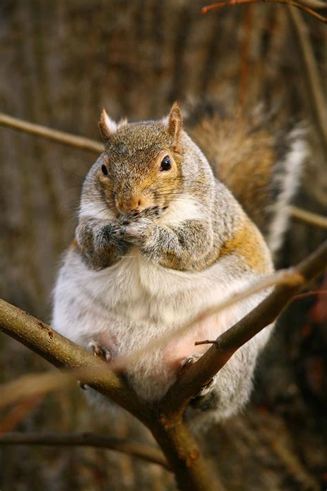 Fat Squirrels That Totally Overate This Winter