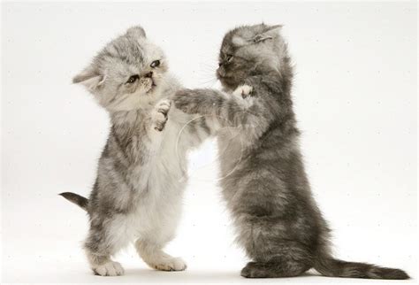 Cute&Cool Pets 4U: Cats and Kittens Playing Pictures and Wallpapers