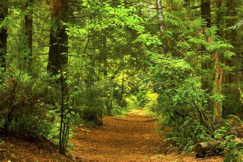 Pacific Northwest Forest Trail Stock Image - Image of nvarious, meadow: 102535103