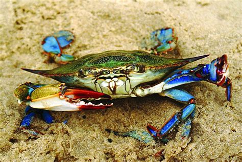 Editorial: Survey finds Chesapeake Bay blue crab numbers on the rise