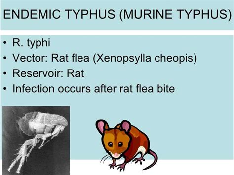 Rickettsial infection - online presentation