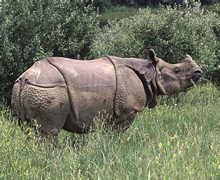 African Rhinoceros Vs Indian