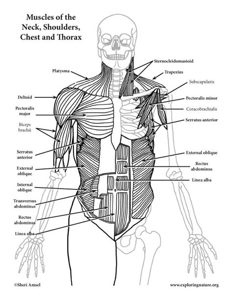 Muscles of the Neck, Shoulders, Chest and Thorax