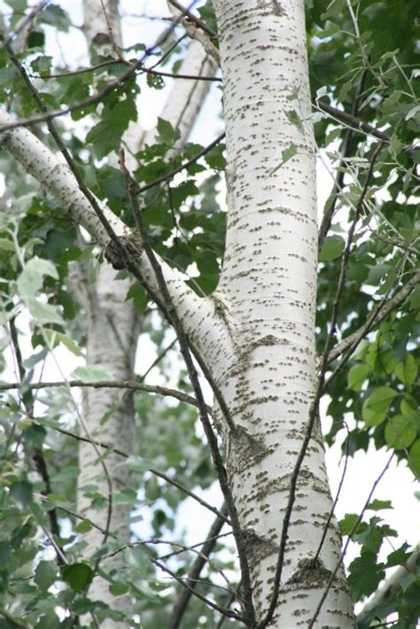 white poplar tree identification - Richard Bone