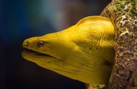 Moray Eel - Description, Habitat, Image, Diet, and Interesting Facts