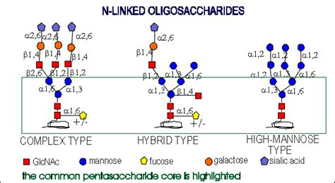 Glycosylation/Structure