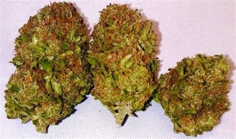 Blood Orange Kush | Marijuana Strain Reviews | AllBud