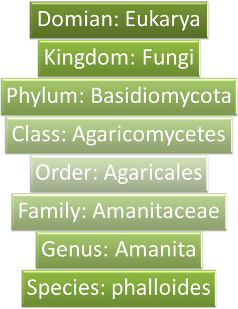 Kingdom Fungi Classification