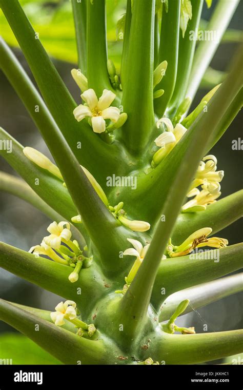 Papaya tree with flowers Stock Photo - Alamy