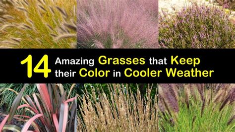 14 Amazing Grasses that Keep their Color in Cooler Weather