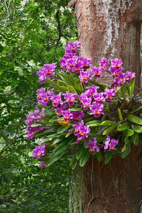 Orchids on a Tree | www.whatsteviesees.com | Stevie Benintende | Flickr