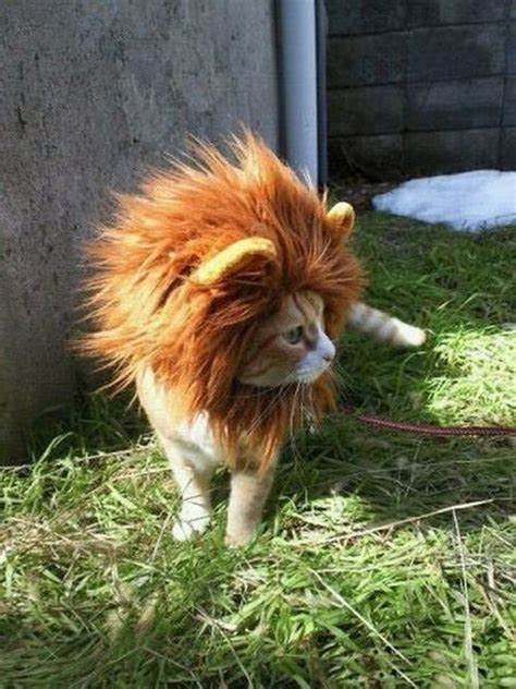 You Can Now Turn Your Dog Or Cat Into a Lion With These Lion Mane Pet Wigs