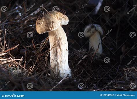 Beautiful Fresh Edible Mushrooms, Porcini Mushrooms in the Woods Stock Photo - Image of mushroom ...