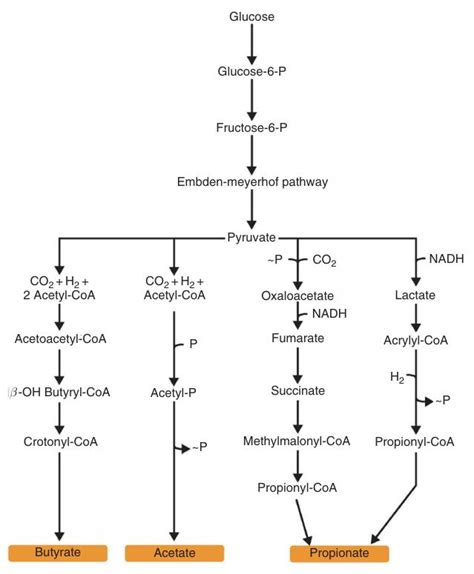 Butyric Acid: Properties, Reactions, Production And Uses