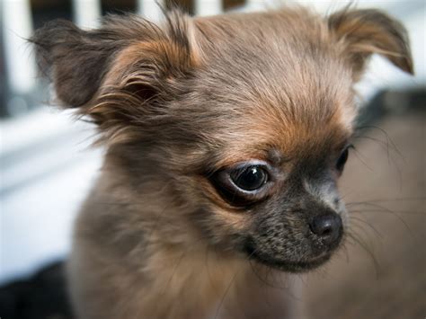 Free Images : watch, view, puppy, cute, portrait, baby, face, eye, look, vertebrate, chihuahua ...