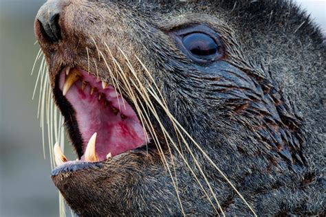 See the Last Unknown: The Aleutian Islands | Nature and Wildlife ...