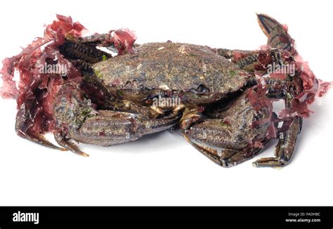 Velvet swimming crab Stock Photo - Alamy