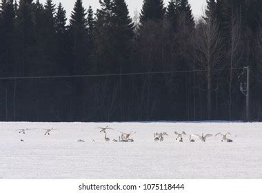 Group Early Whooper Swan Migration Just Stock Photo 1075118444 ...