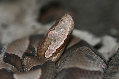 Northern Copperhead – PA HERP IDENTIFICATION