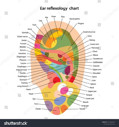 Ear Reflexology Chart Description Corresponding Internal: เวกเตอร์สต็อก (ปลอดค่าลิขสิทธิ์ ...