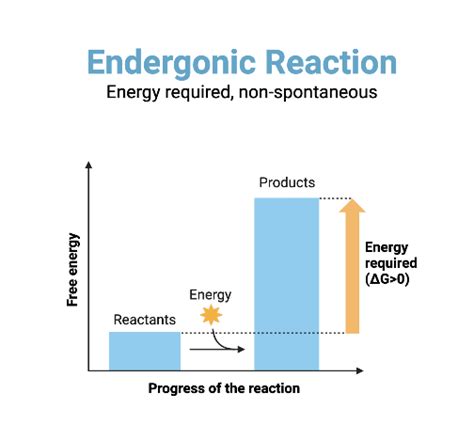 Endergonic Reaction Graph | BioRender Science Templates