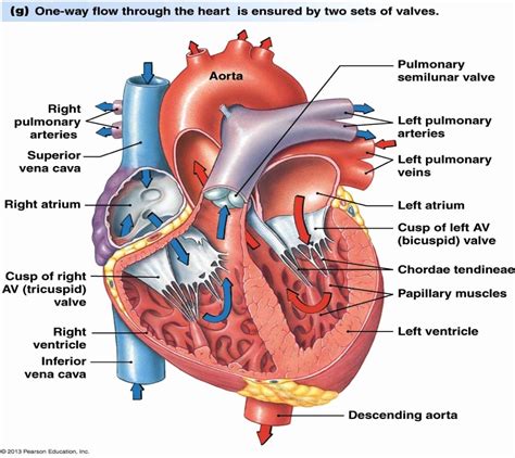 Figure 1.1 from QUANTIFICATION OF PAPILLARY MUSCLE MOTION AND MITRAL REGURGITATION AFTER ...