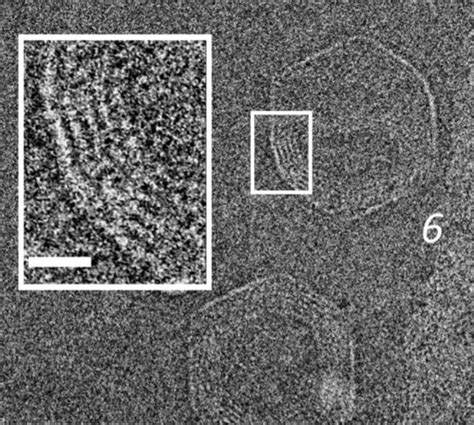 14-(a) Electron microscope (EM) images of DNA co-crystals in E. coli ...