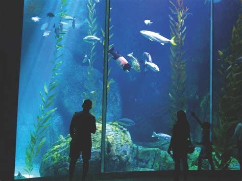 Aquarium of the Pacific | Discover Los Angeles