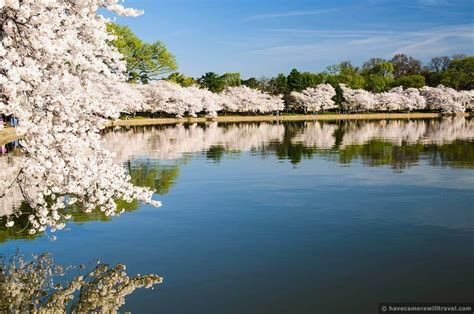 When is Cherry Blossom Season in Washington DC?