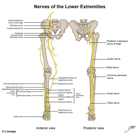 Lower Extremity Innervation - USMLE Strike