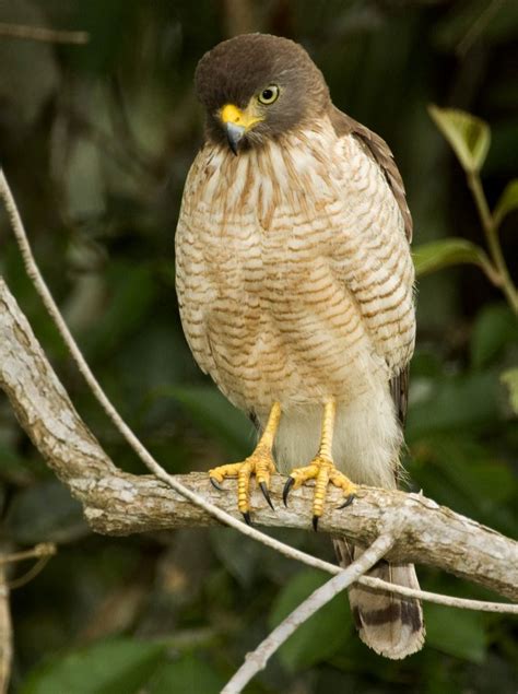 Roadside Hawk - Owen Deutsch Photography