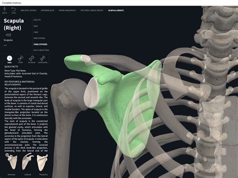 Bones: Scapula. – Anatomy & Physiology